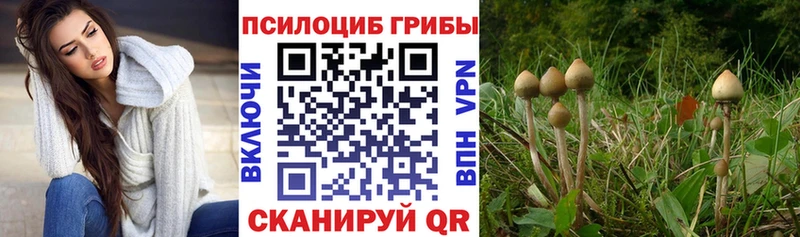 Купить где  Донецк  Псилоцибиновые грибы мицелий 